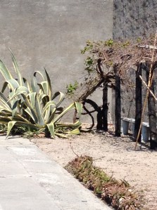 Site of Mandela's Garden