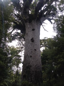 Tane Mahuta, "Lord of the Forest"